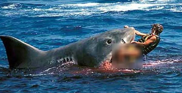 سمكة قرش تقتل فتاة خلال ركوب الأمواج مع والدها في استراليا