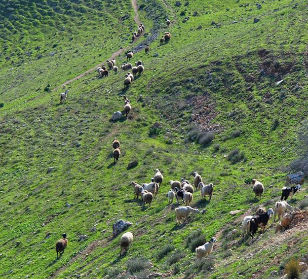 الطبيعة شمال فلسطين المحتلة