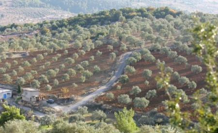 ‘‘شجرة الزيتون‘‘ تدر100 مليون دينار سنويا على المملكة