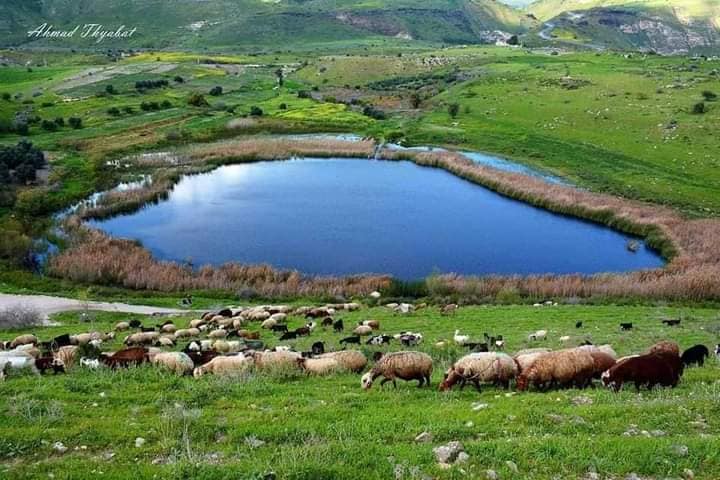 بواكير الربيع في الاردن