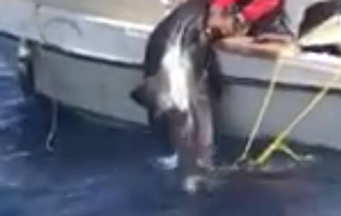 عقباوي يصطاد سمكة طولها 4 امتار.. فيديو