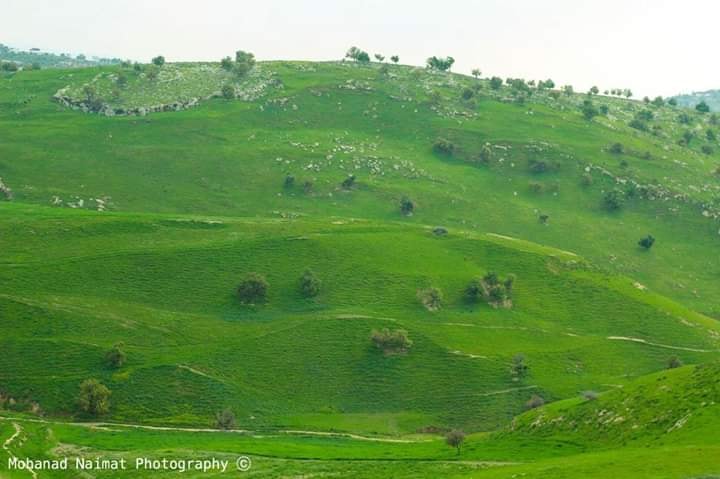 الربيع في دير ابي سعيد