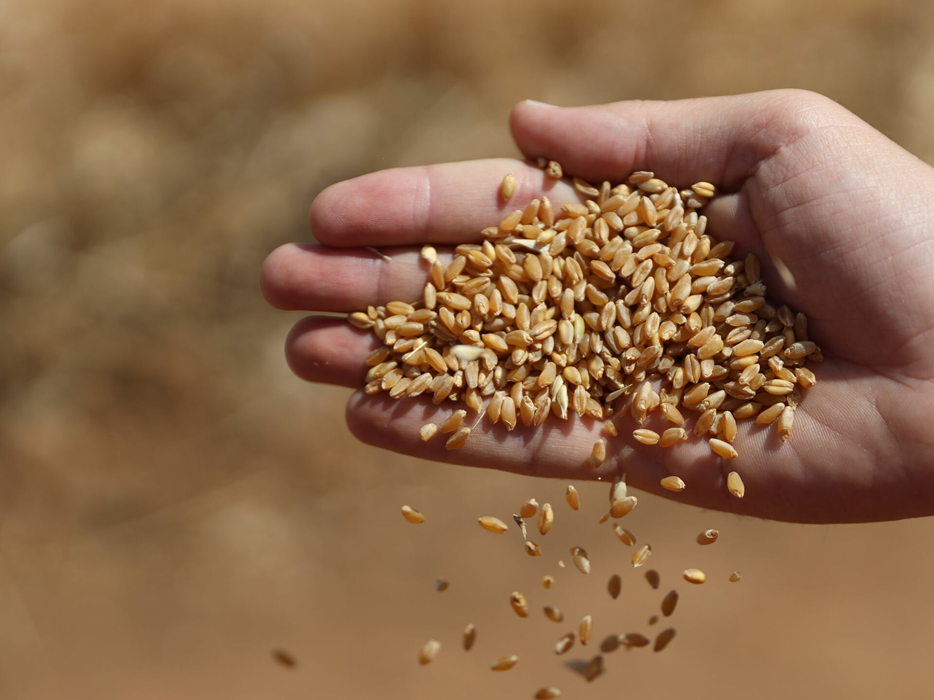 الصناعة والتجارة تطرح عطاءً لشراء 100 أو 120 ألف طن من القمح