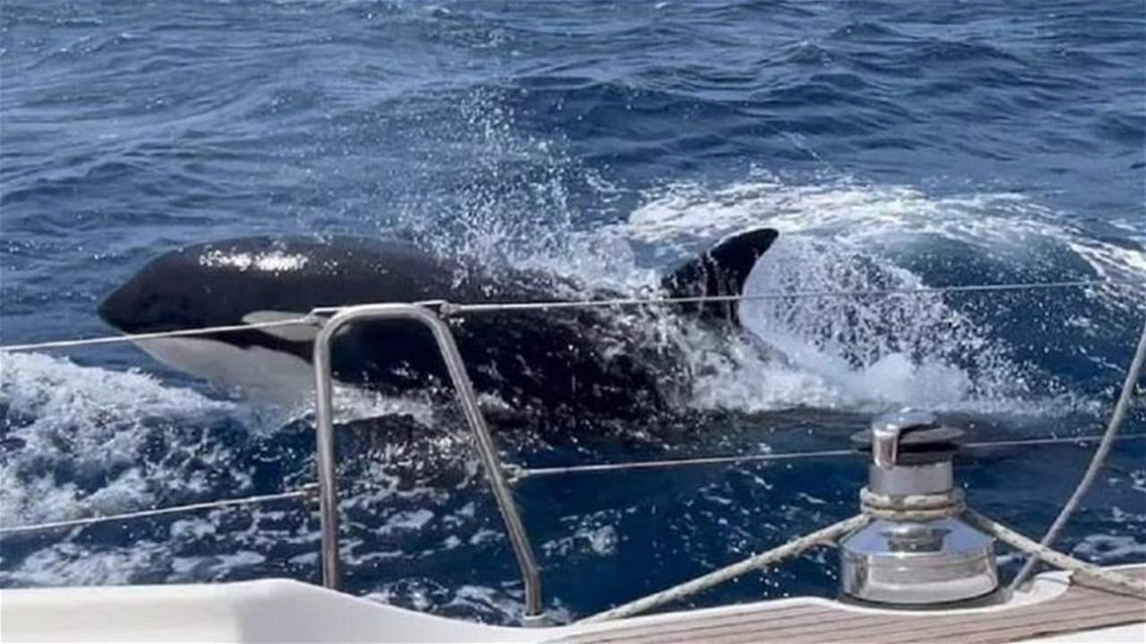 "الحيتان القاتلة" تغرق يختا في مضيق جبل طارق