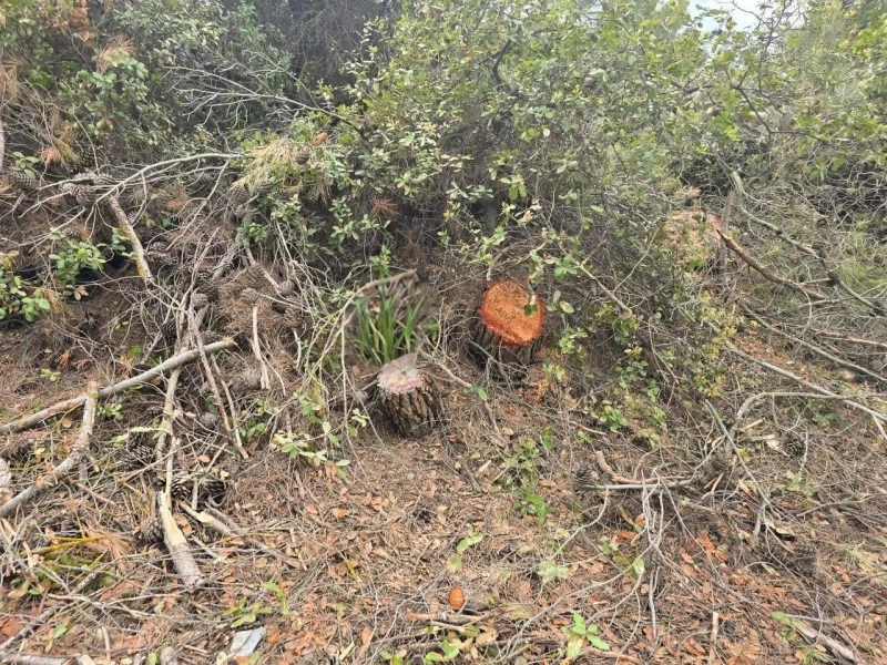 ضبط اعتداء على 120 شجرة حرجية في عجلون