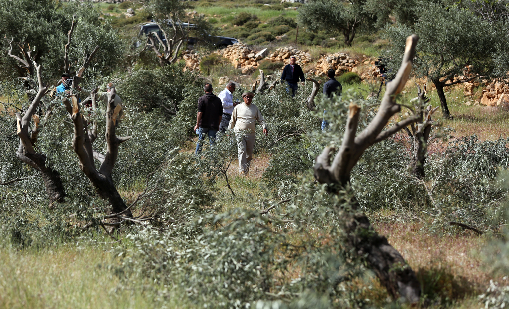 مستعمرون يخربون ممتلكات الفلسطينيين ويقتلعون أشجار الزيتون في مسافر يطا