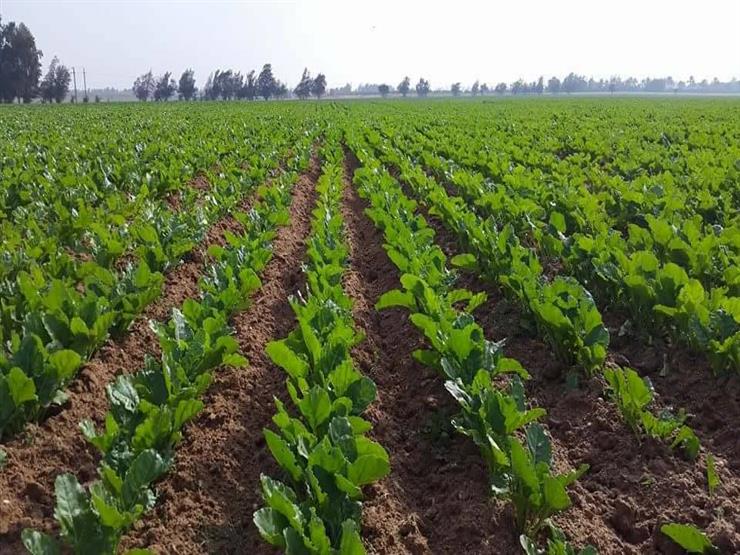 وزارة الزراعة تحذّر من انتشار الأمراض الفطرية بسبب الظروف الجوية