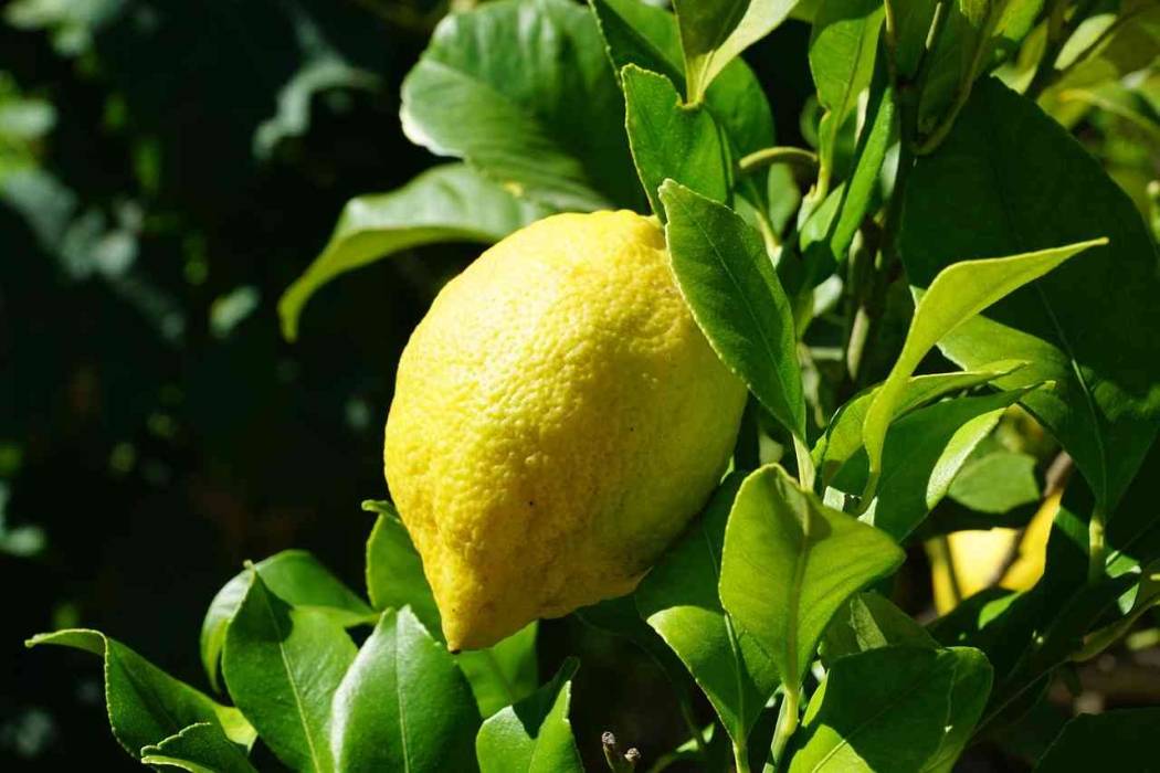دينار و 65 قرشًا  -  سعر الليمون في السوق المركزي