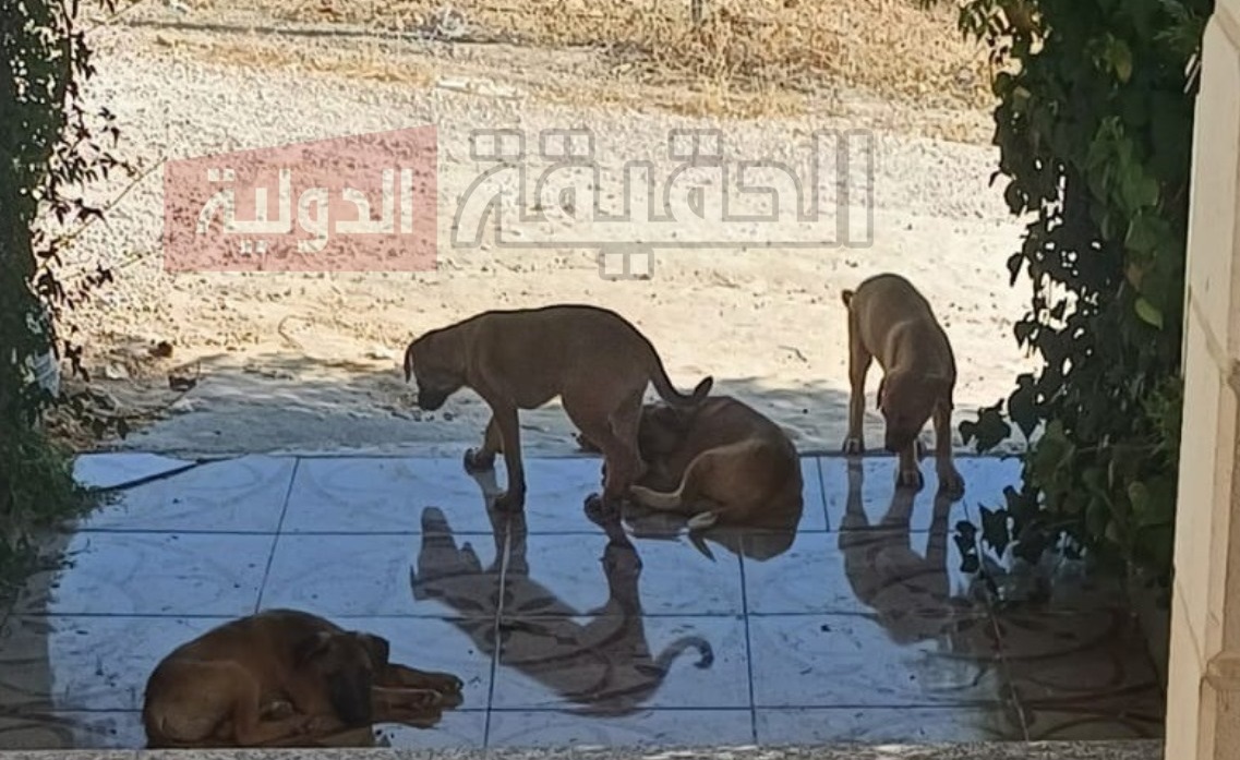 كلاب ضالة تحاصر منزلاً في عين الباشا.. والبلدية "لا ترد"! - فيديو