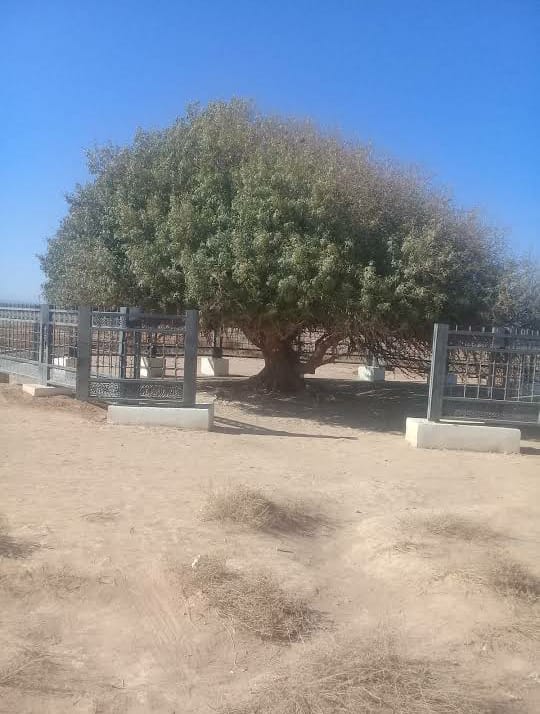 شجرة عجيبة استظل بها النبي ﷺ تجذب الزائرين لـ"البادية الشمالية"