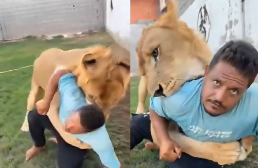 كاد أن يلتهمه.. ليبي يطلق أسداً على عامل مصري في مشهد صادم (فيديو)