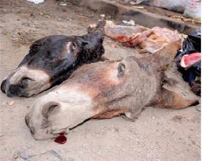 اكتشاف حمير وكلاب مذبوحة يفاقم الجدل حول أزمة أسعار اللحوم في مصر
