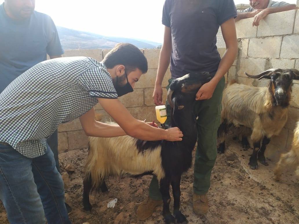 تحصين الأغنام ضد مرض التسمم المعوي في الرويشد