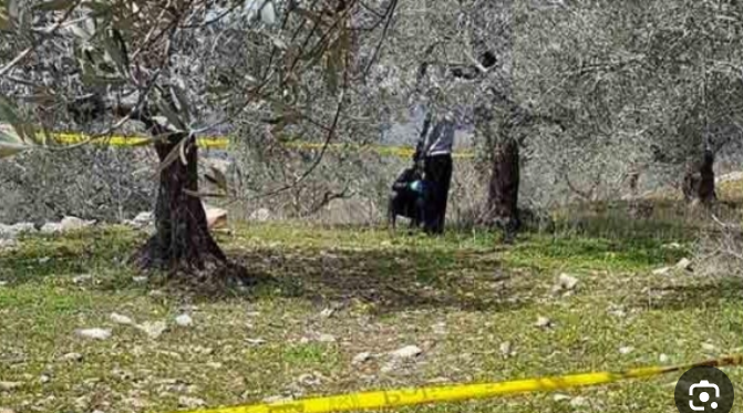 العثور على جثة معلقة على شجرة في محافظة الكرك