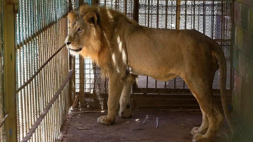 إجلاء 23 أسدا من السودان.. والوجهة دولتان إحداهما الاردن