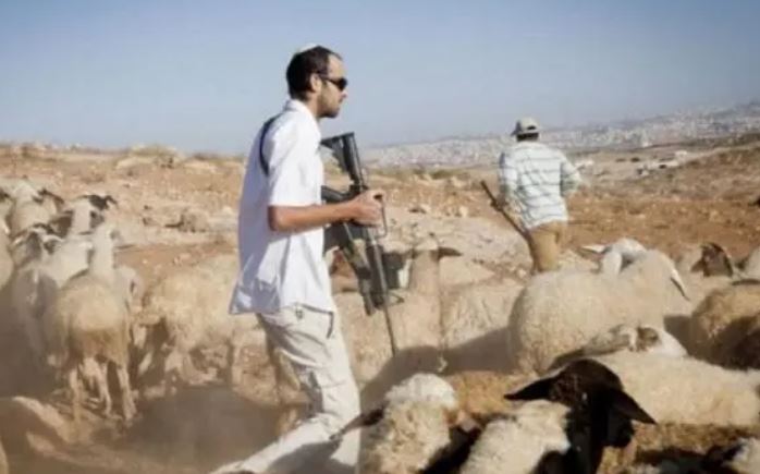 مستعمرون يسرقون أغناما من تجمع عرب المليحات شمال غرب أريحا 