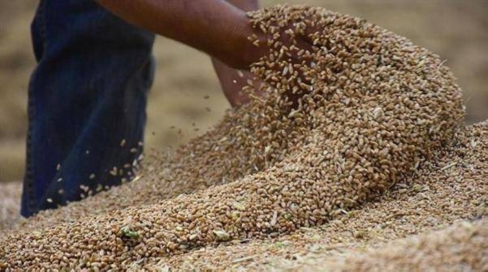 الأردن.. عطاء لشراء 100 أو 120 ألف طن قمح