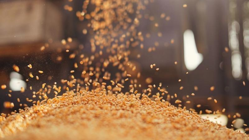 الاردن يطرح عطاء لشراء كميات من القمح