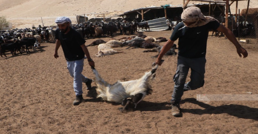 مستوطنون يسممون أغناما لـ"عرب المليحات" في أريحا