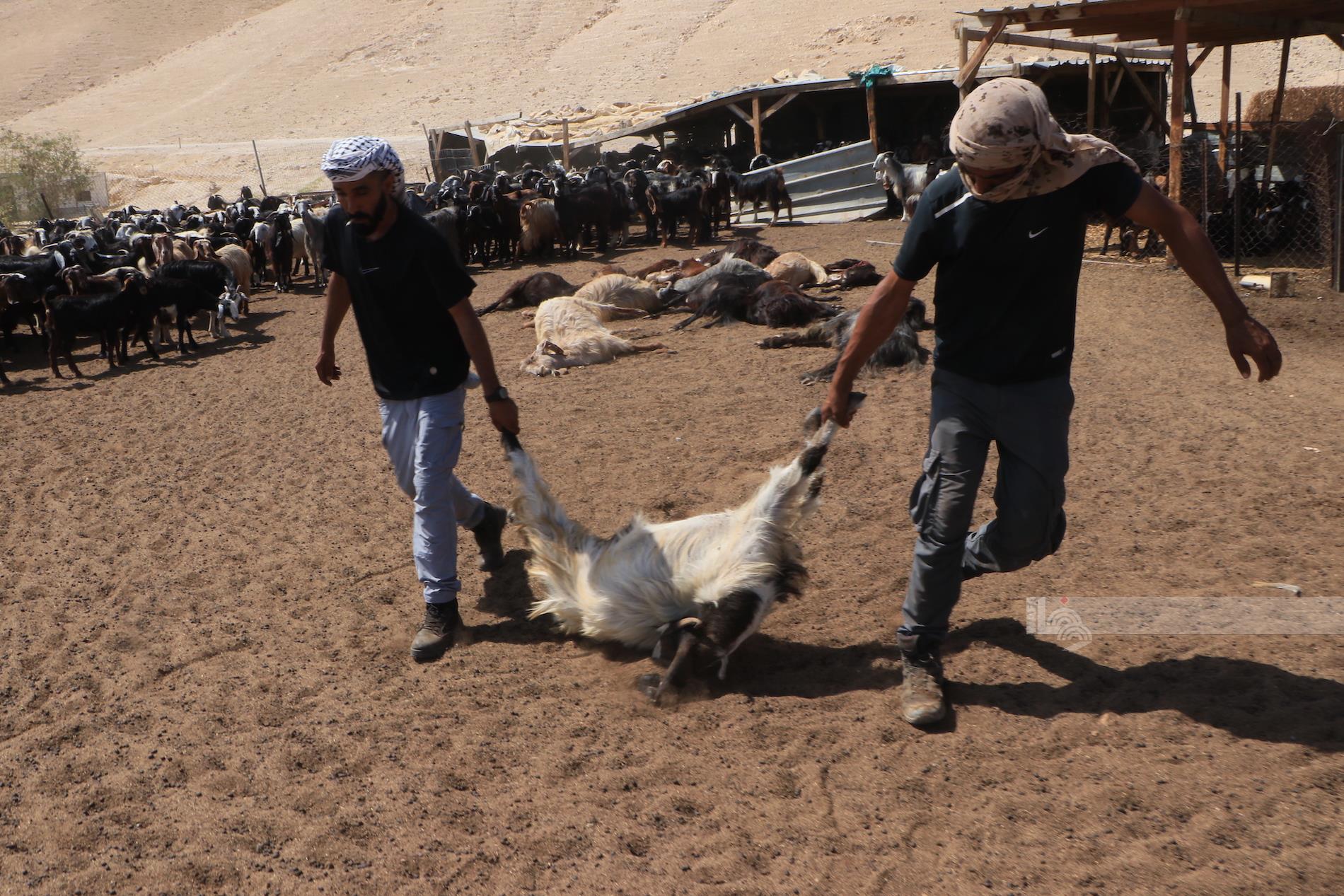 نفوق أغنام بسموم وضعها مستعمرون في "عرب المليحات" بأريحا