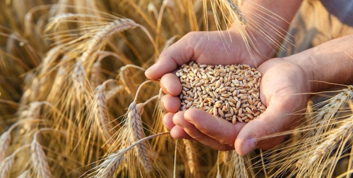 الأردن يطرح عطاء لشراء كميات من القمح