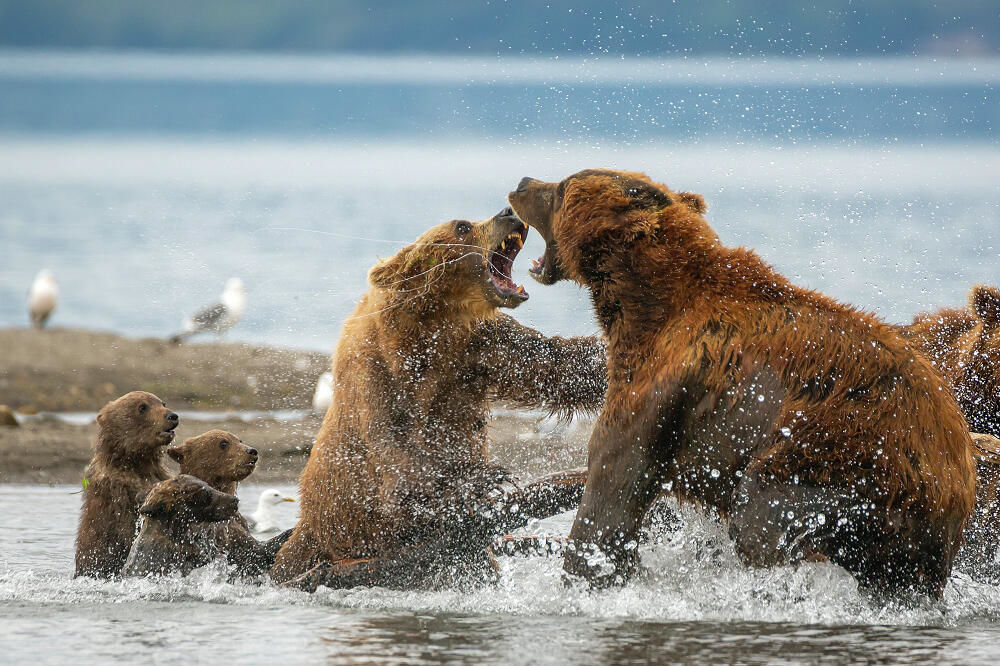 أفضل صور الحياة البرية - ناشونال جيوغرافيك