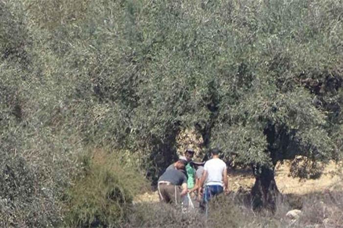 مستعمرون يسرقون ثمار الزيتون جنوب نابلس