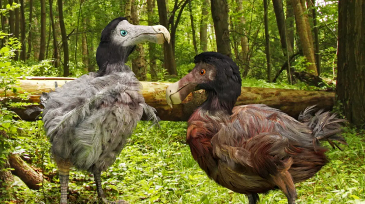 بعد 350 عاماً.. علماء يحاولون إعادة طائر منقرض إلى الحياة