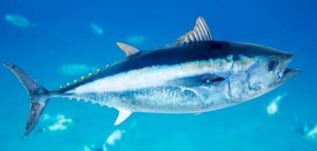 علماء : مستويات الزئبق لا تزال موجودة في سمك التونة