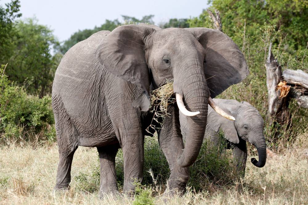 دراسة: الأفيال الآسيوية تدفن صغارها النافقة وتبكيها