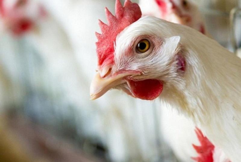 "أزمة  الدجاج  من جديد " .. ارتفاع اسعار وتخوفات من انقطاعها ومطالبات بالمقاطعة