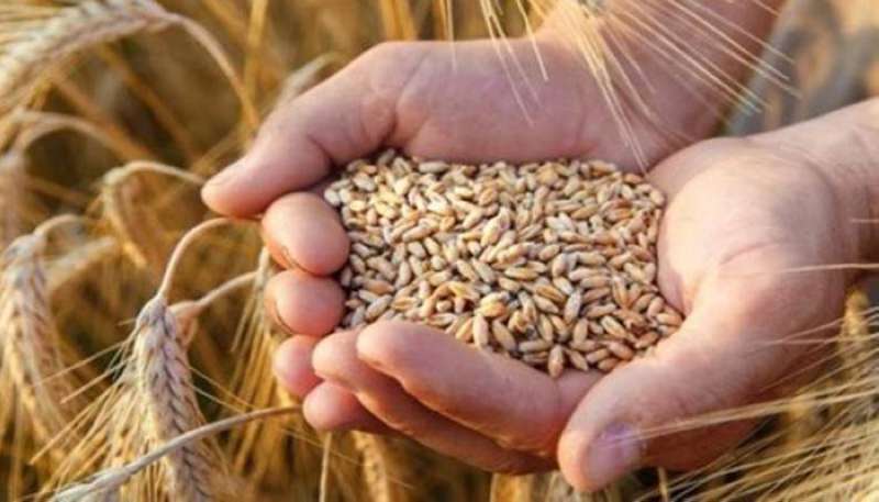 عطاء لشراء 100 – 120 ألف طن من القمح