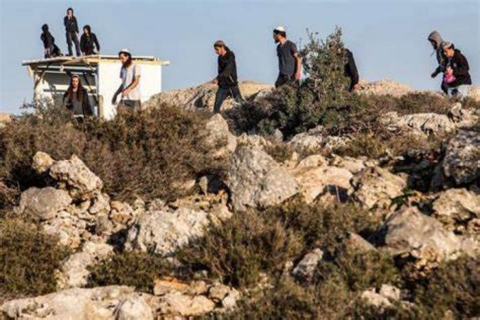 مستعمرون يقتحمون تجمع العوجا البدوي ويرعون أغنامهم في ممتلكات الفلسطينيين