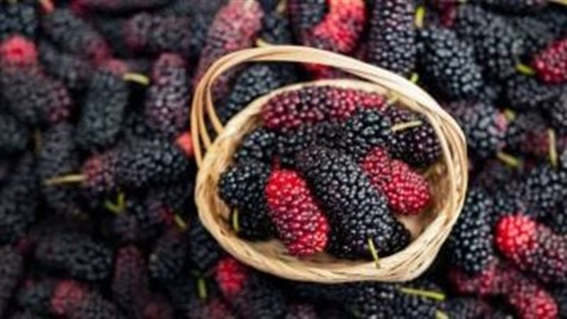 الشاي الأسود والتوت والحمضيات.. مفتاح الشيخوخة الصحية