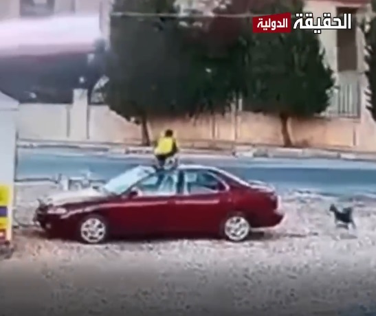 هرب فوق سيارة!.. طفل ينجو من هجوم كلاب ضالة في إيدون بإعجوبة - فيديو