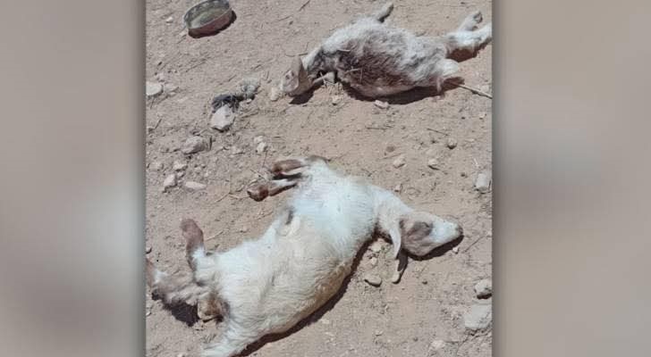 كلاب ضالة تفتك بالأغنام في البترا ومربوا الماشية يطالبون باجراءات عاجلة  - صور