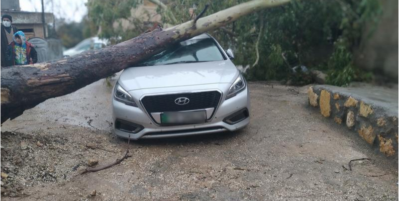 إزالة شجرة سقطت على مركبة دون وقوع أضرارفي إربد