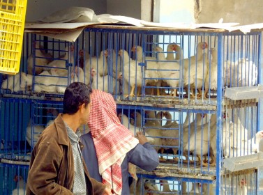 أسعار أقل ووزن مزيف.. كشف أساليب غش بمحلات دواجن "نتافات" في مادبا