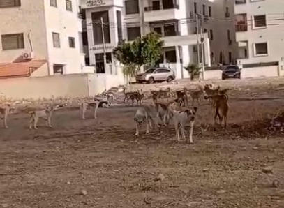 عشرات الكلاب الضالة تنتشر قرب مستشفى باربد .. ومناشدات بلا استجابة (فيديو)